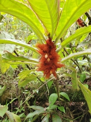 Columnea purpurata