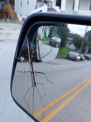 Diapheromera femorata