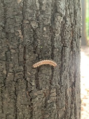 Asiomorpha coarctata
