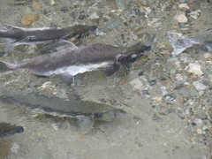 Oncorhynchus gorbuscha