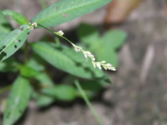 Persicaria mitis
