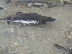 Oncorhynchus gorbuscha