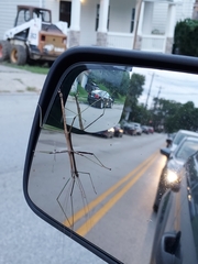 Diapheromera femorata