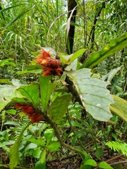 Columnea purpurata