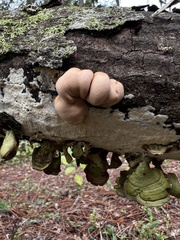 Trichoderma peltatum