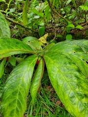 Columnea purpurata