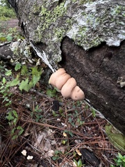 Trichoderma peltatum