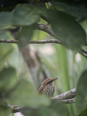 Myiodynastes maculatus