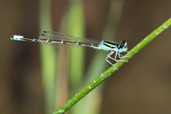 Ischnura demorsa