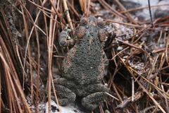 Incilius occidentalis