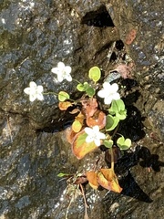 Parnassia asarifolia