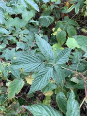 Rubus pensilvanicus