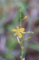 Echeandia flavescens