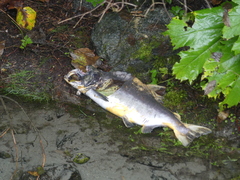 Oncorhynchus gorbuscha