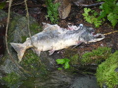 Oncorhynchus gorbuscha