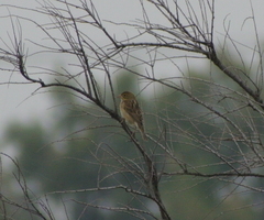 Spiza americana