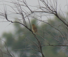 Spiza americana