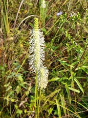 Sanguisorba canadensis