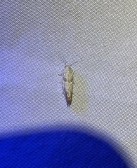 Tortricoidea