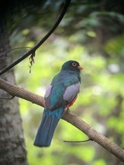 Trogon melanurus