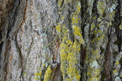 Candelaria concolor