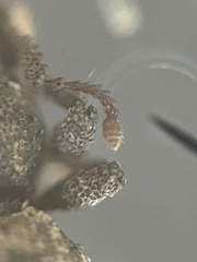 Cathormiocerus curvipes