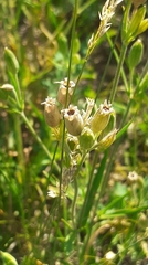 Silene aprica