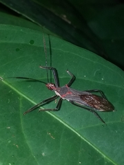 Castolus rufomarginatus