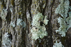 Flavoparmelia caperata