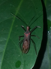 Castolus rufomarginatus