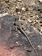 Crotaphytus bicinctores