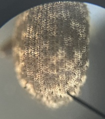 Cathormiocerus curvipes