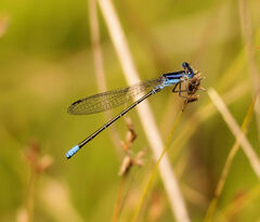 Argia alberta