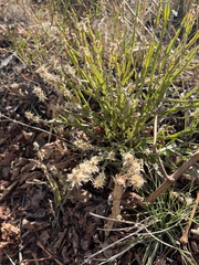 Baccharis trimera