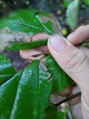 Hamamelis virginiana
