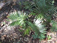 Zamia integrifolia