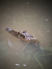Caiman crocodilus