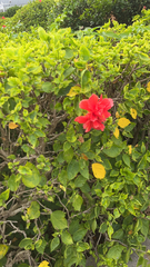 Hibiscus rosa-sinensis