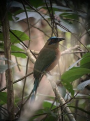 Momotus subrufescens