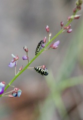 Acmaeodera solitaria
