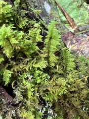 Thuidium delicatulum