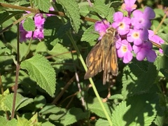 Hylephila phyleus