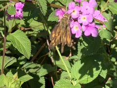 Hylephila phyleus