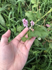 Persicaria orientalis