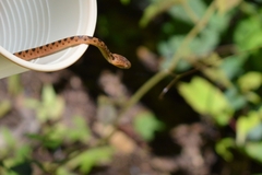 Leptodeira polysticta