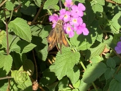Hylephila phyleus