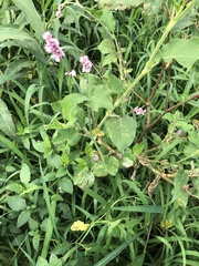 Persicaria orientalis