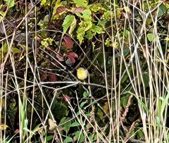 Geothlypis trichas