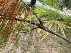 Cronartium ribicola