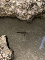 Hypleurochilus geminatus